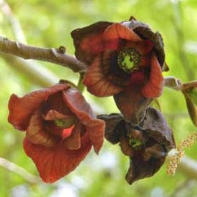A dark red flower with a green center.