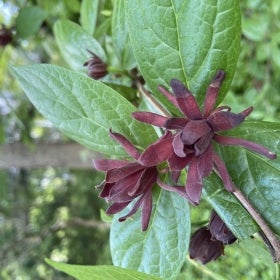 A burgundy flower in bloom with bright green foliage. 
