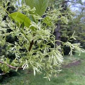 A white fringetree in bloom with white flowers.