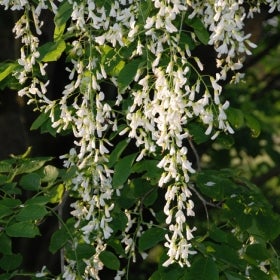 Clusters of white flowers in bloom on a tree with bright green foliage.
