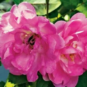 A bright pink rose in bloom.