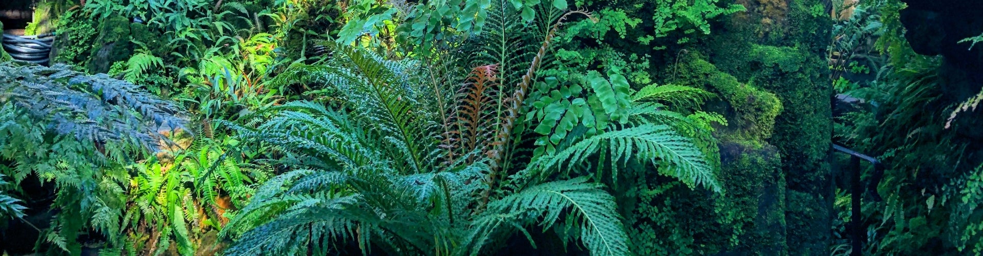 A variety of ferns growing in a nursery. 