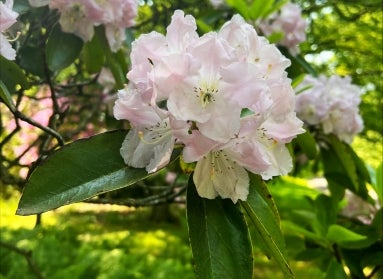 A flowering tree in bloom with clusters of large light pink flowers and dark green foliage.