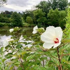 White and magenta hibiscus flowers grow along a body of water.