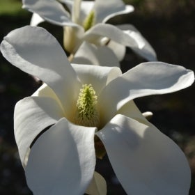 A close-up of a white magnolia flower with a yellow and green middle.