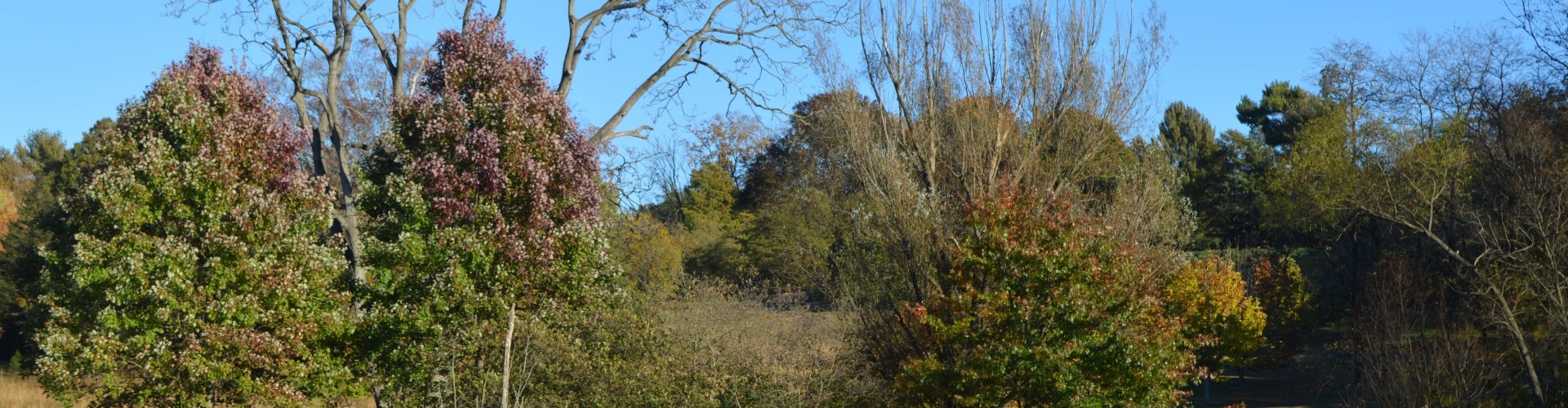 A group of all different kinds of trees growing in a natural area. 