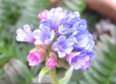 light purple Pulmonaria spp. (lungwort)