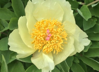 A large bright yellow peony flower with a mustard yellow and pink center. 