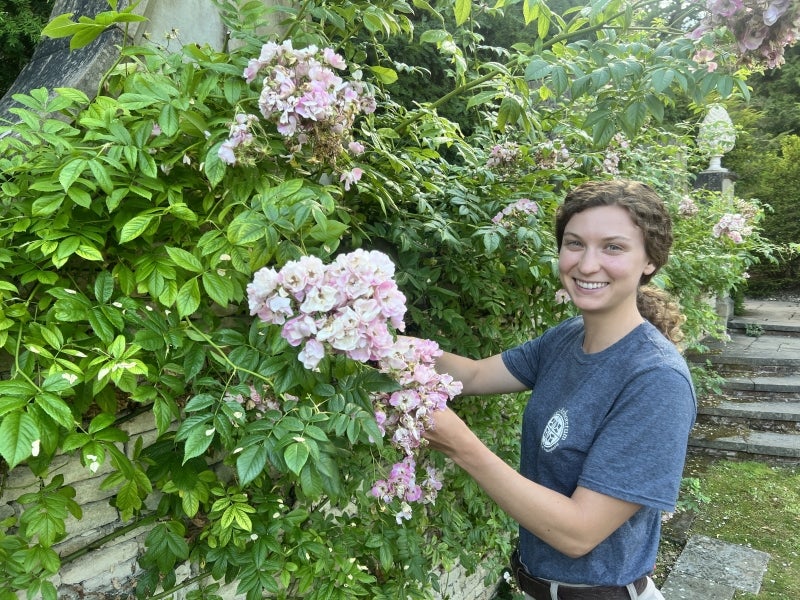 A woman in a blue t-shirt smiles with her hands in a pink rose bush. 