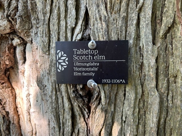 A black and white ID tag attached to a tree trunk for Ulmus glabra ʻHorizontalisʻ (Tabletop Scotch elm).