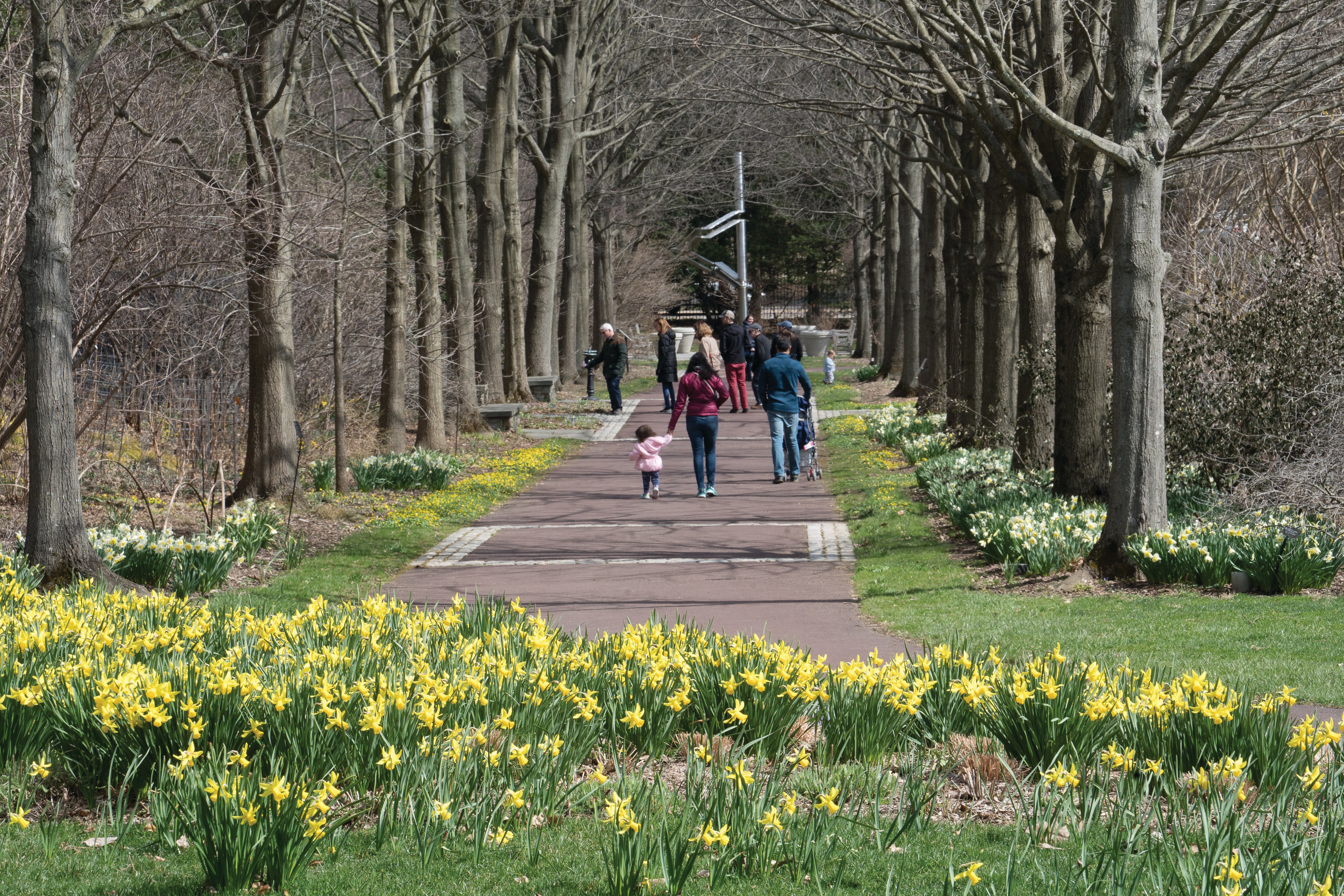 A group of behind from afar walking along a paved path lined with trees and daffodils.