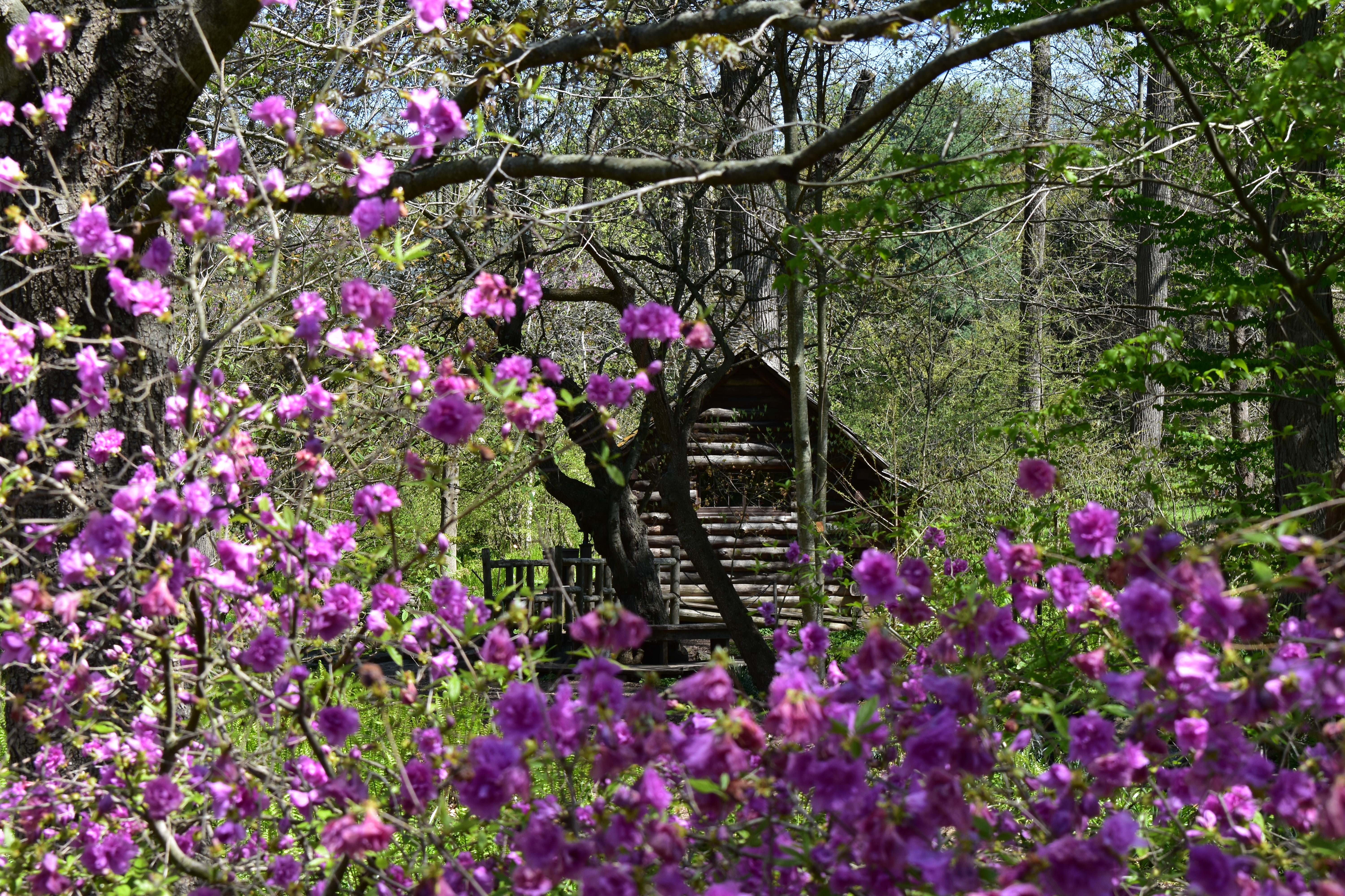 A log cabin in the background with pink azalea blooms in the foreground.