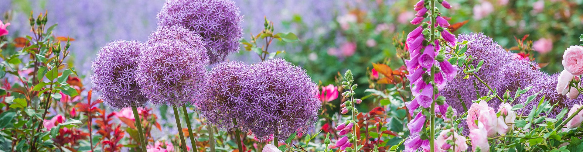 spring allium.jpg Bushy purple allium flowers and magenta foxglove flowers in bloom.