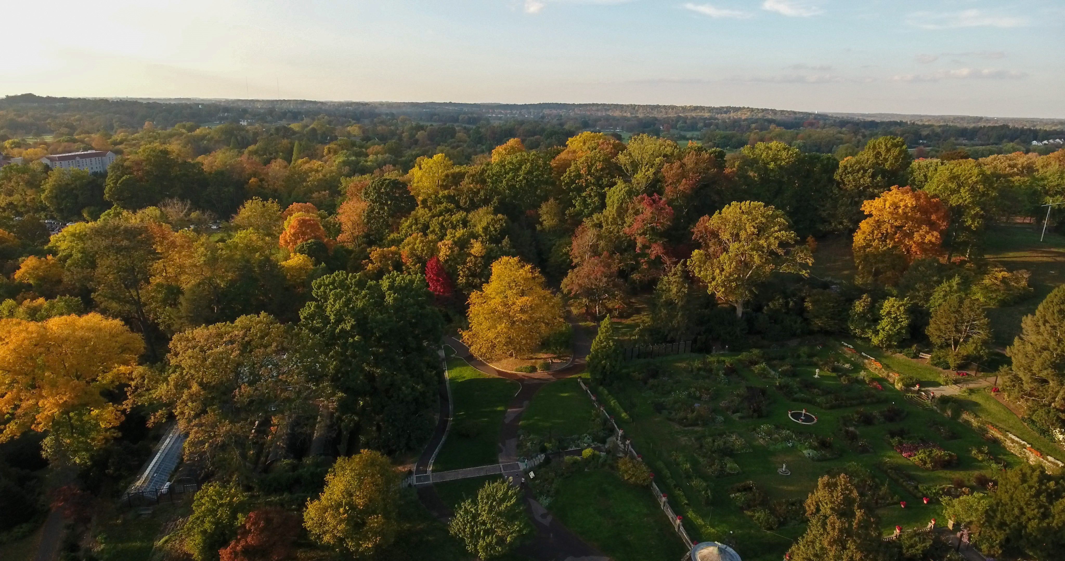 An aerial view of treetops beginning to change color in fall.
