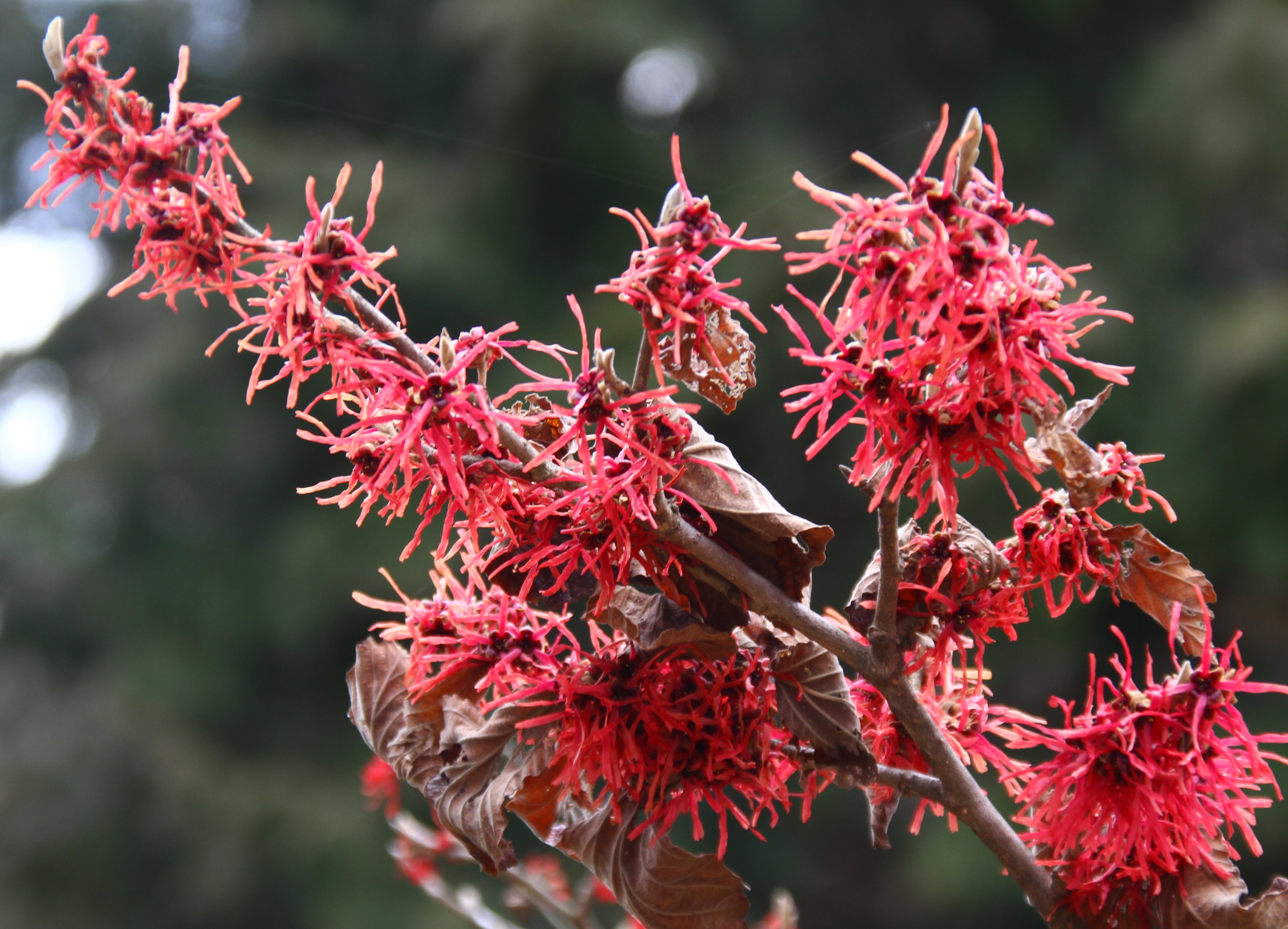Pink witchhazel flowers in bloom.