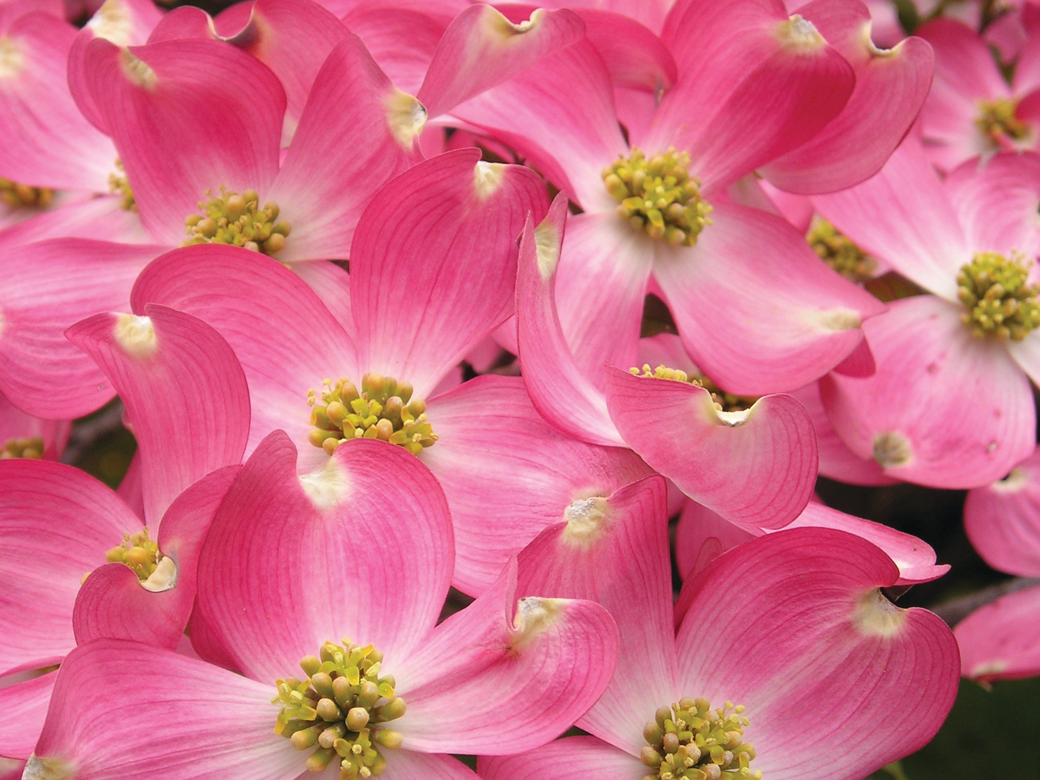 pink dogwood.jpg Bright pink flowers with yellow centers.