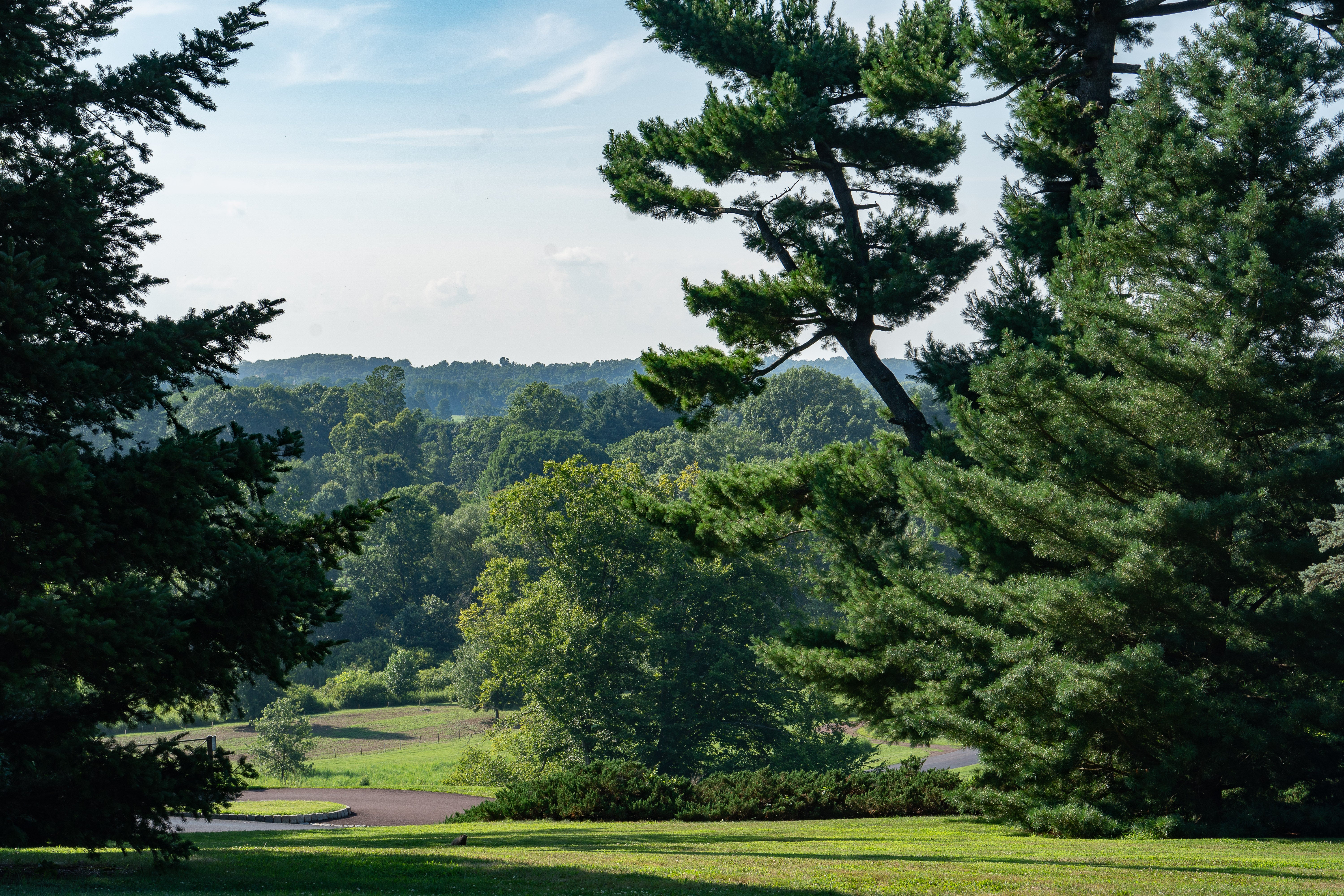 A landscape of green trees stretching for miles.