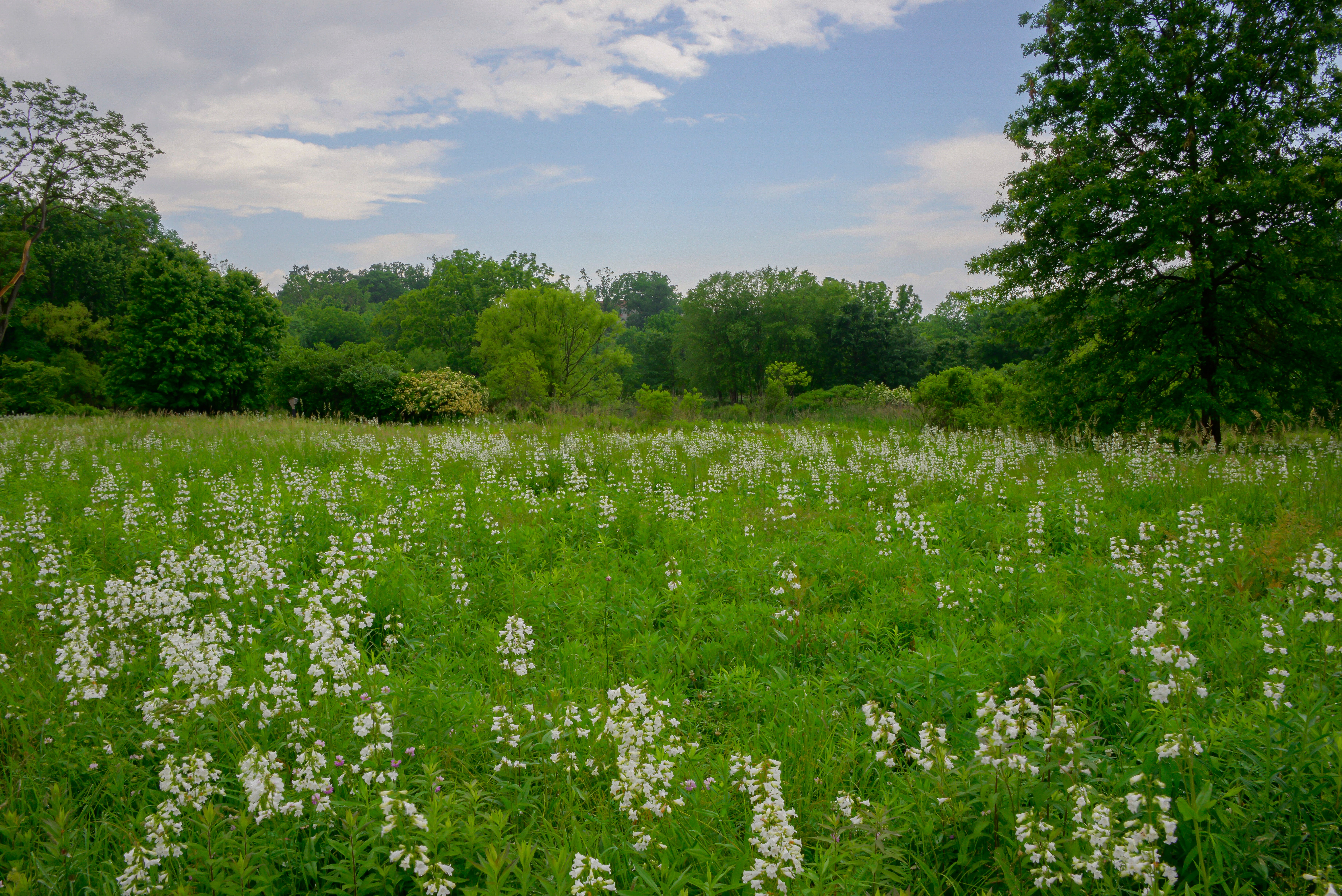 A green meadow in a wetland, lush with greenery and white flowers.
