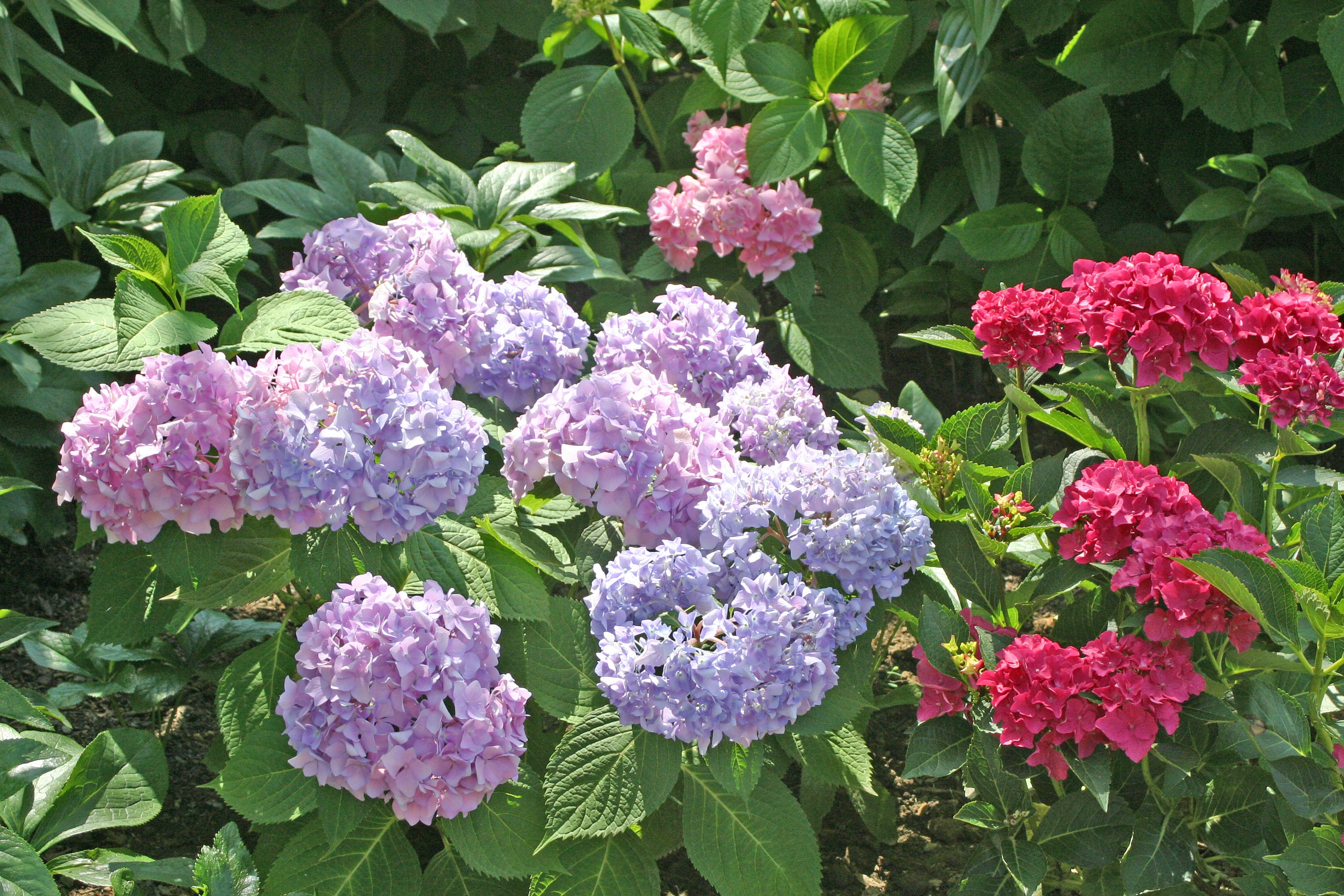 Pink, purple, and magenta hydrangea flowers.