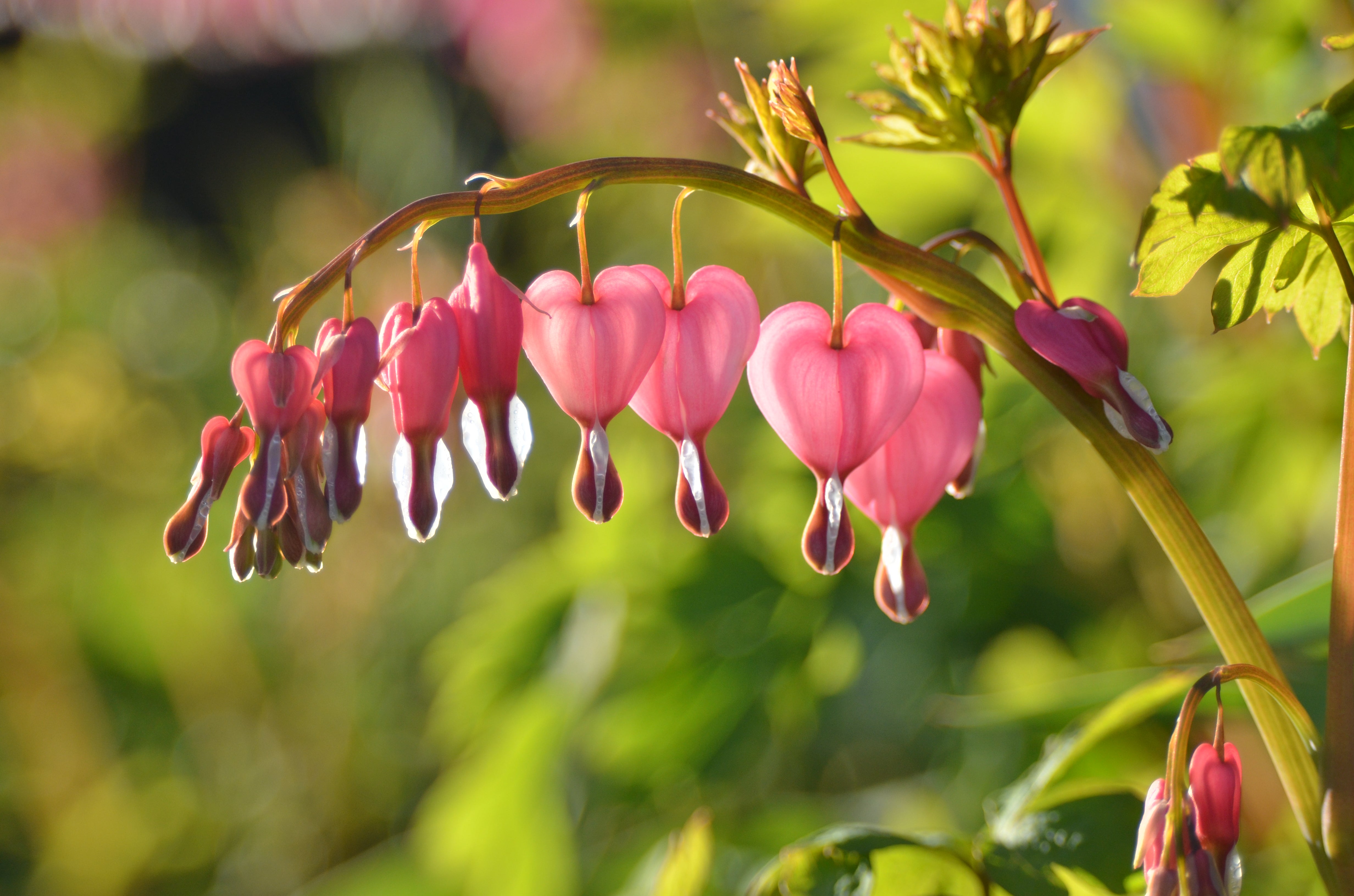 A plant with pink blooms resembling hearts,