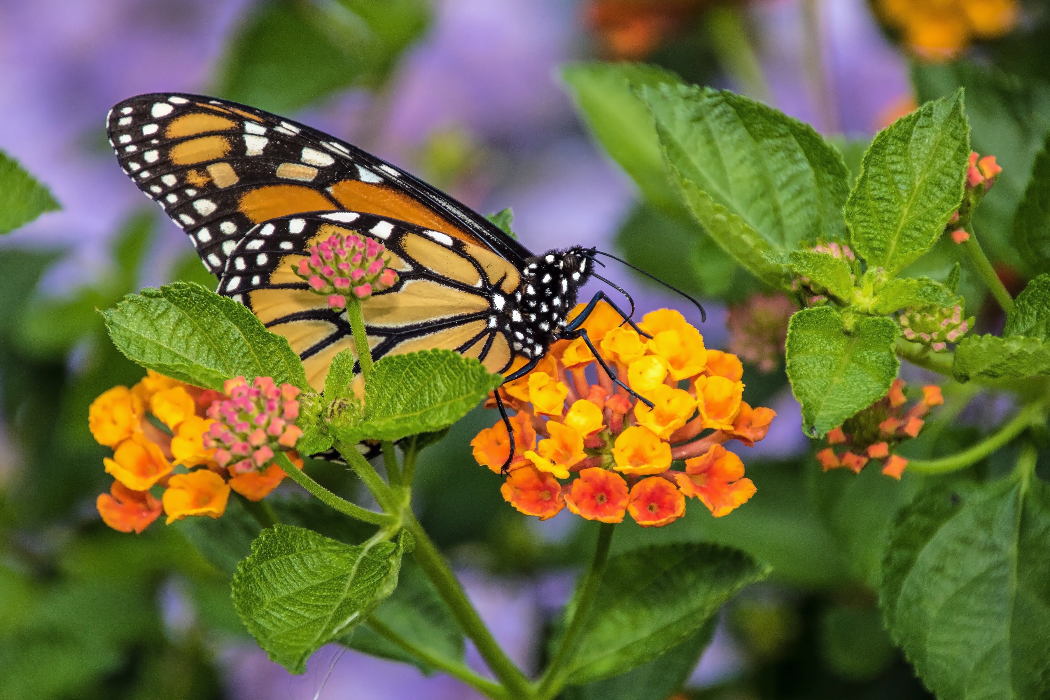 A orange, black, and white monarch butterfly sit atop an orange and pink cluster of small flowers with bright green foliage.