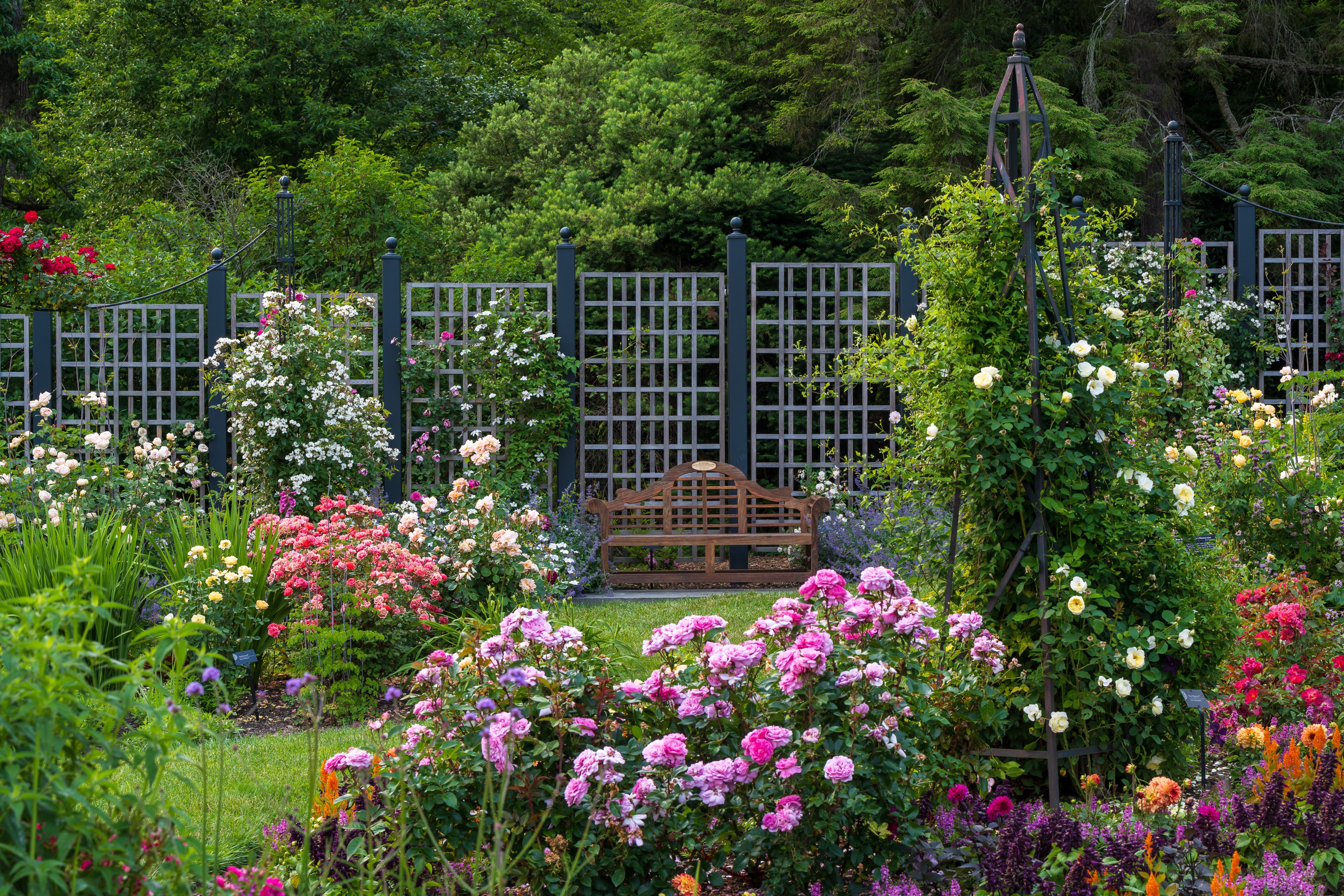 A wooden bench in the center back against trellises growing with roses in bloom.
