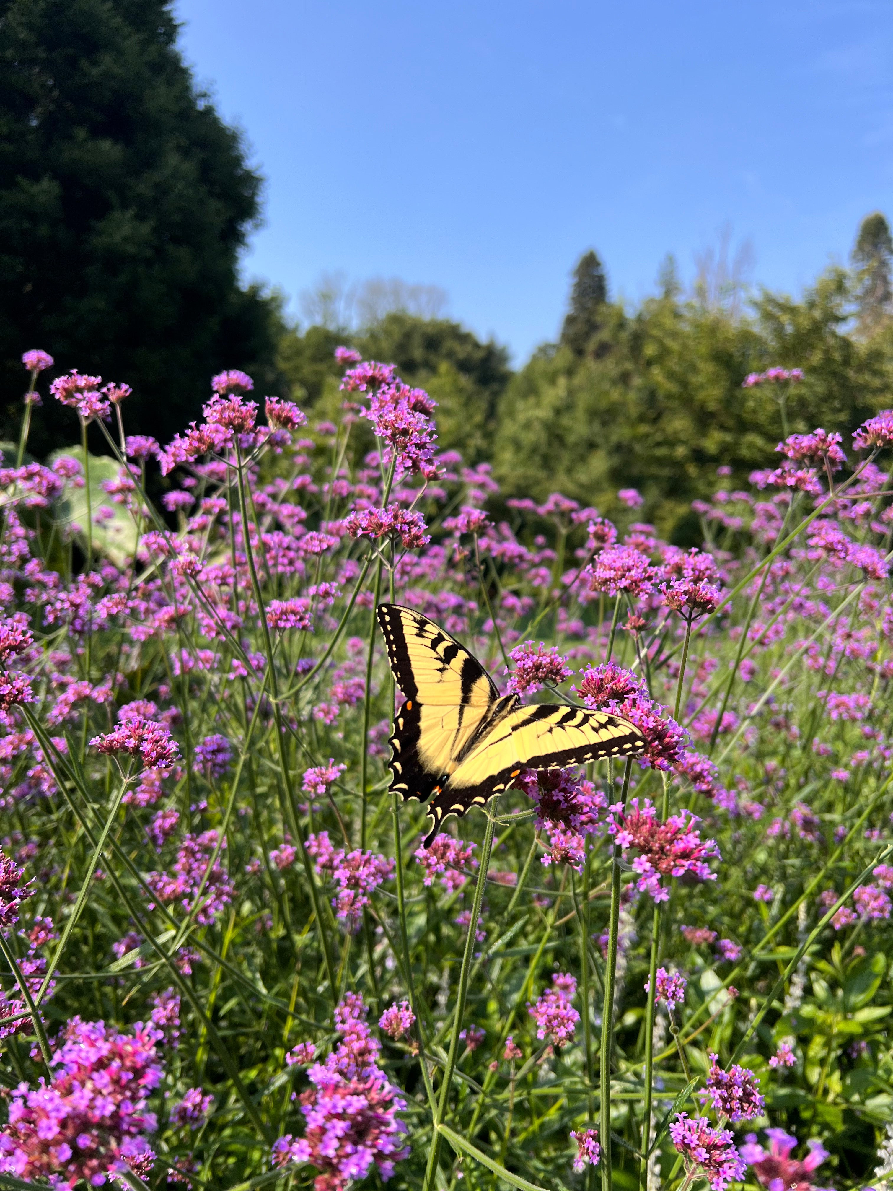 A yellow and black butterfly perched on purple flowers.
