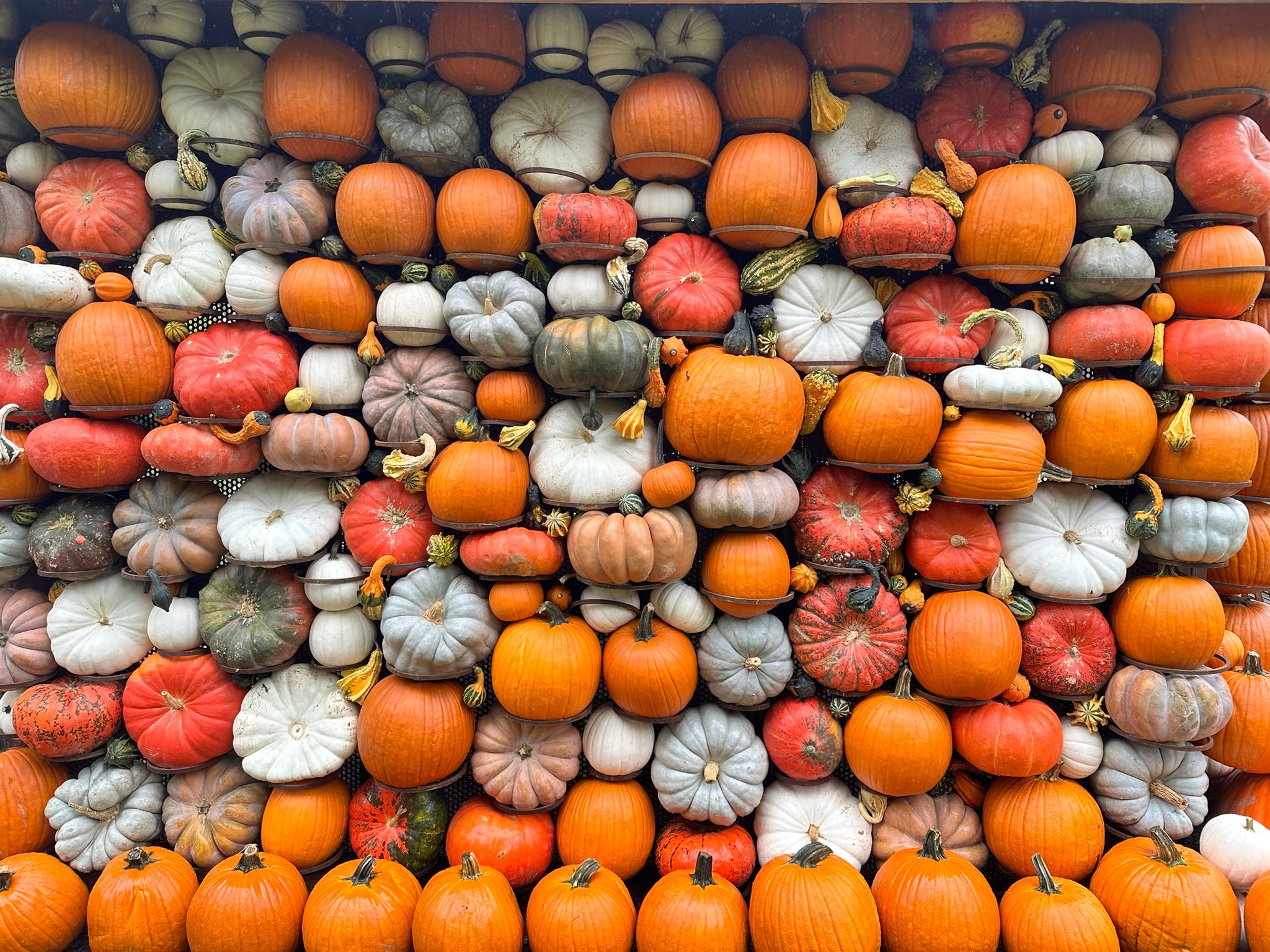 A wall of pumpkins of various shapes, sizes, and colors.