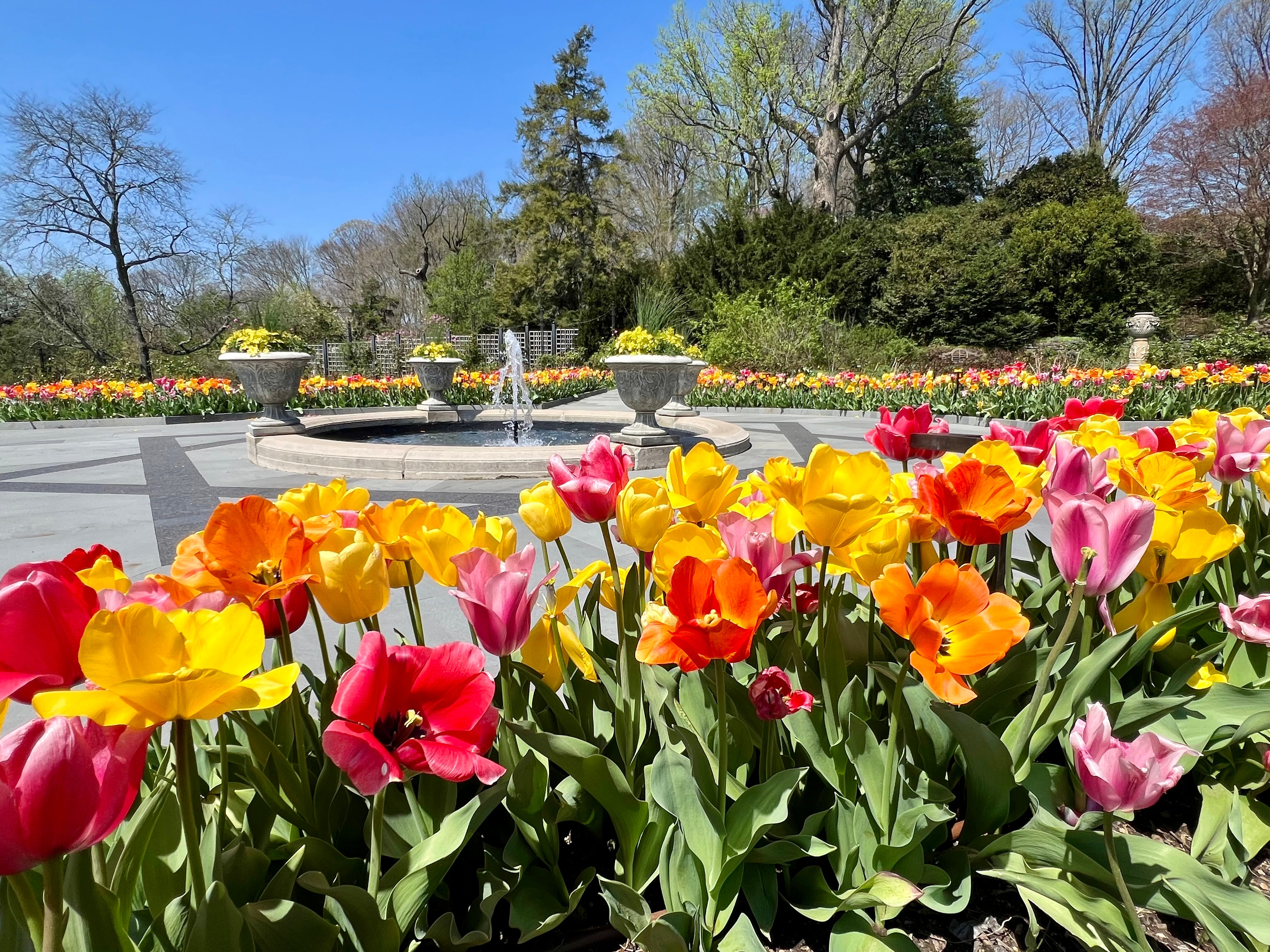 An outdoor scene of yellow, orange, and pink tulips in the foreground with a fountain in the background.