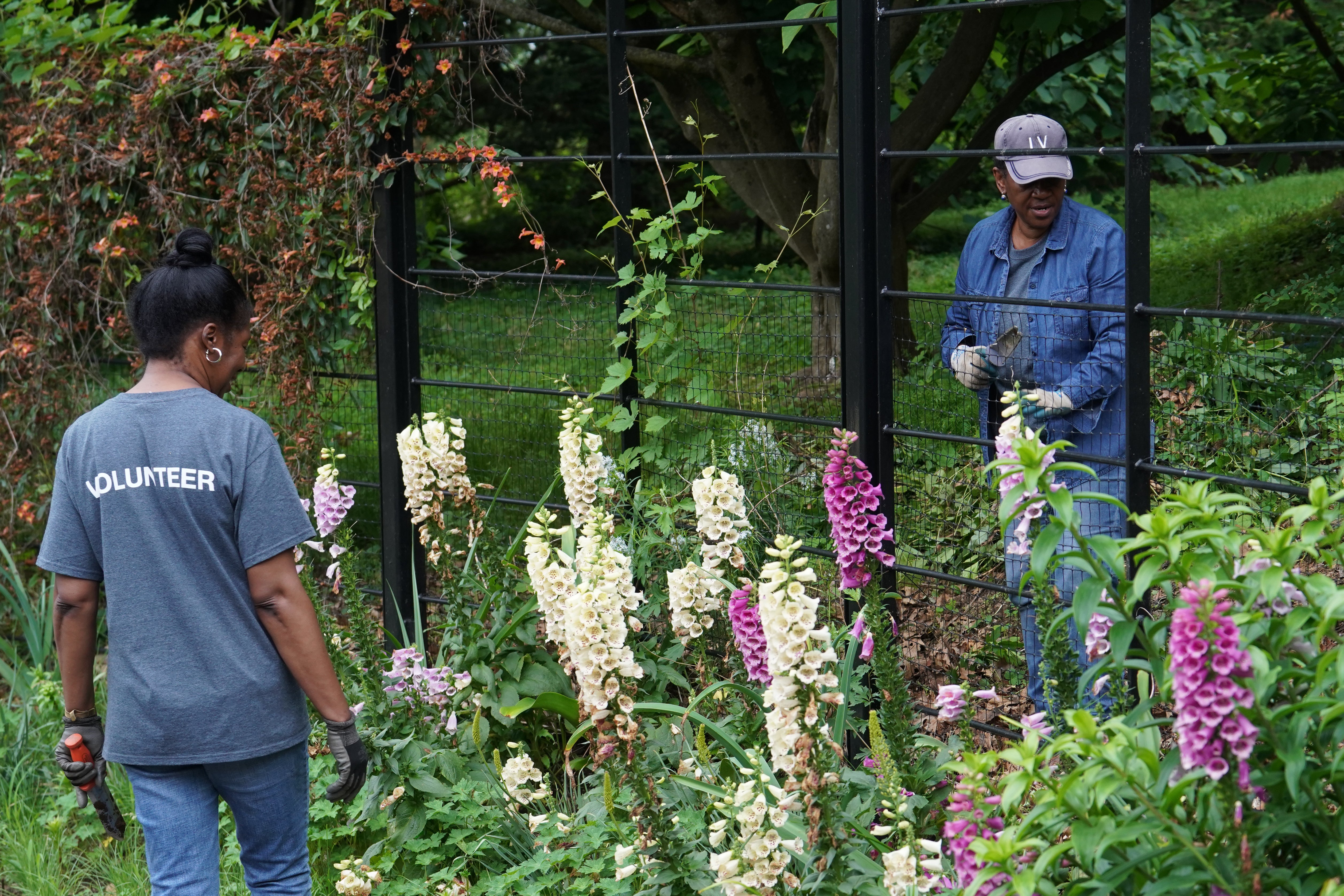 Two people wearing volunteer t-shirts do garden work.