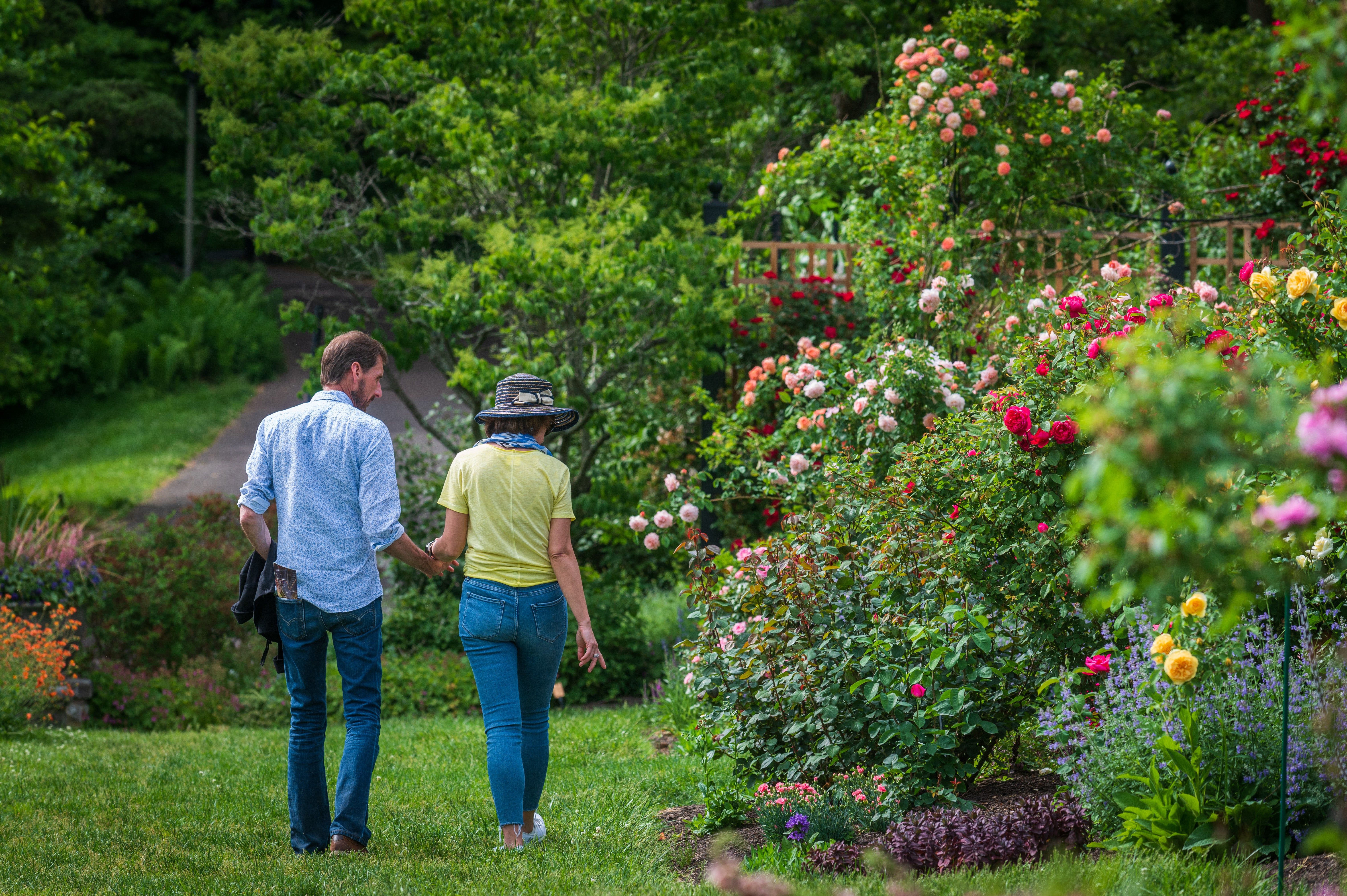 A couple walking through a blooming rose garden.