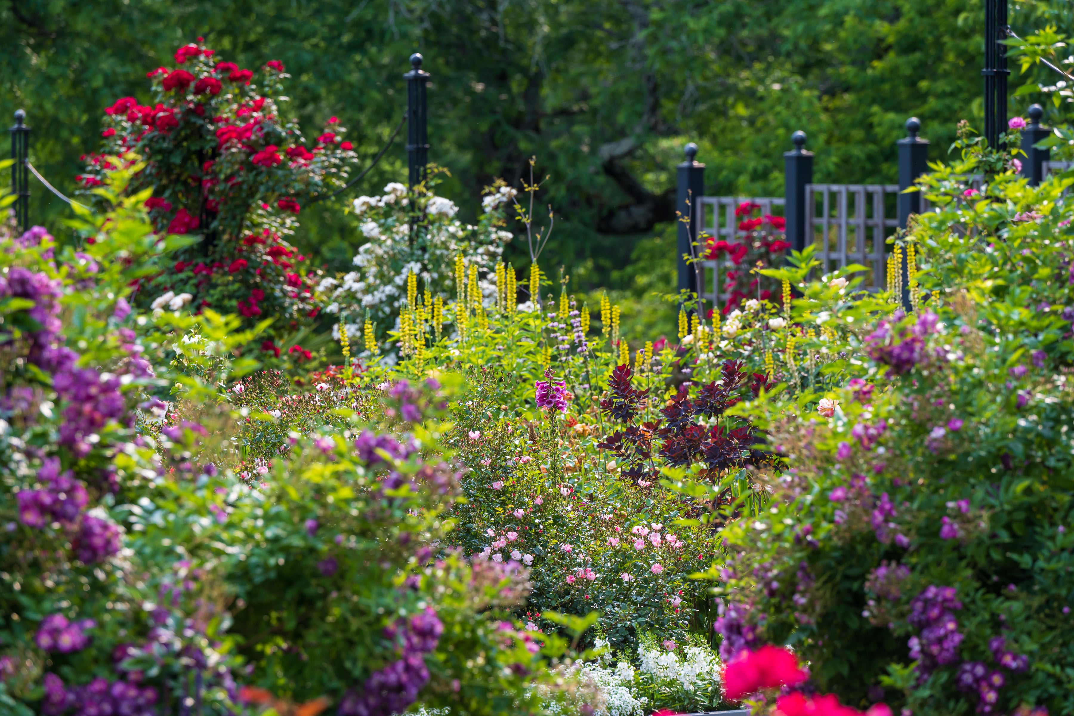 A variety of flowers in bloom in a public garden.