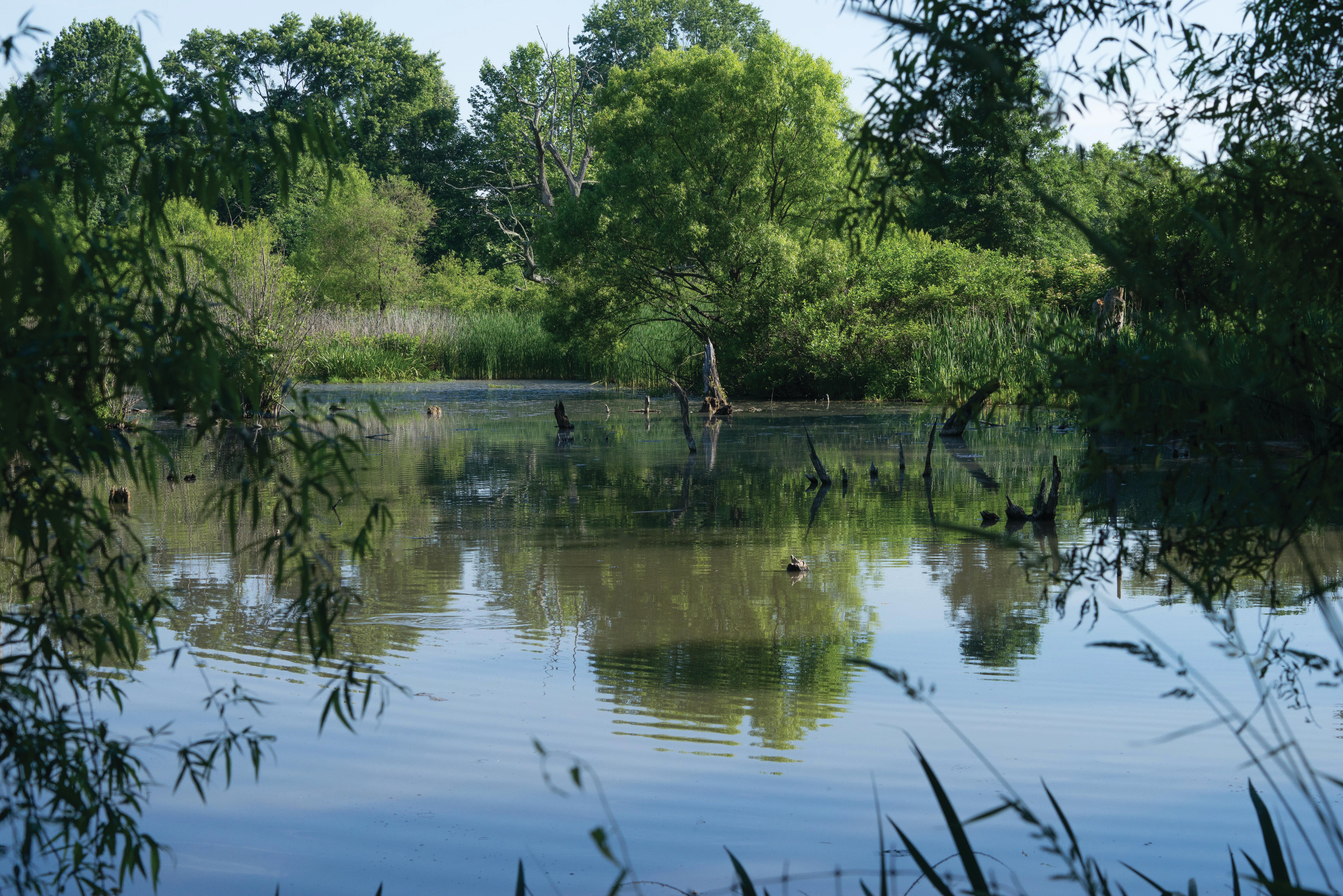 A natural wetland area with a large pond surrounded by bright green trees.