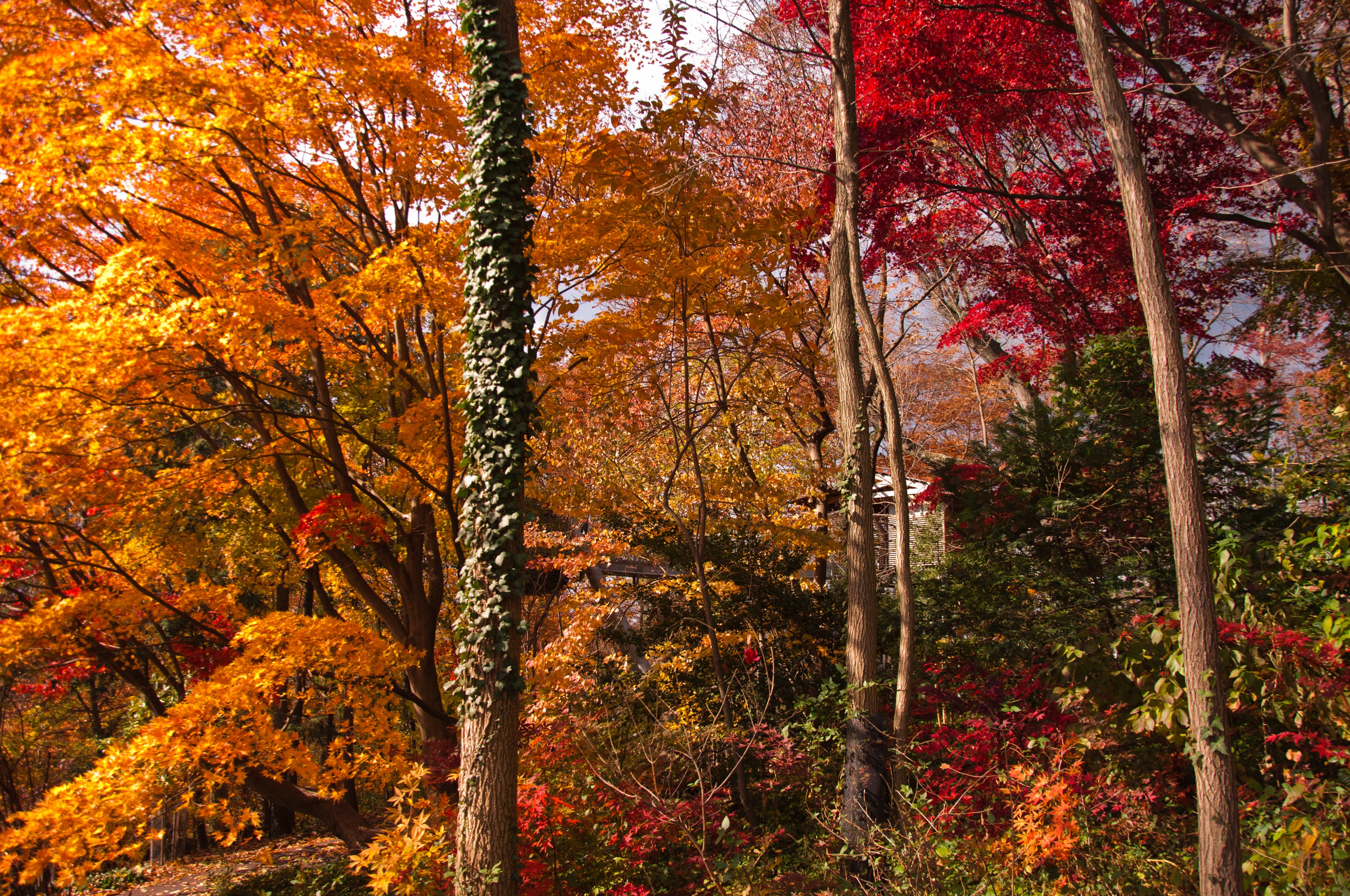 A scene of different types of trees covered in fall foliage ranging from red to orange colored leaves.