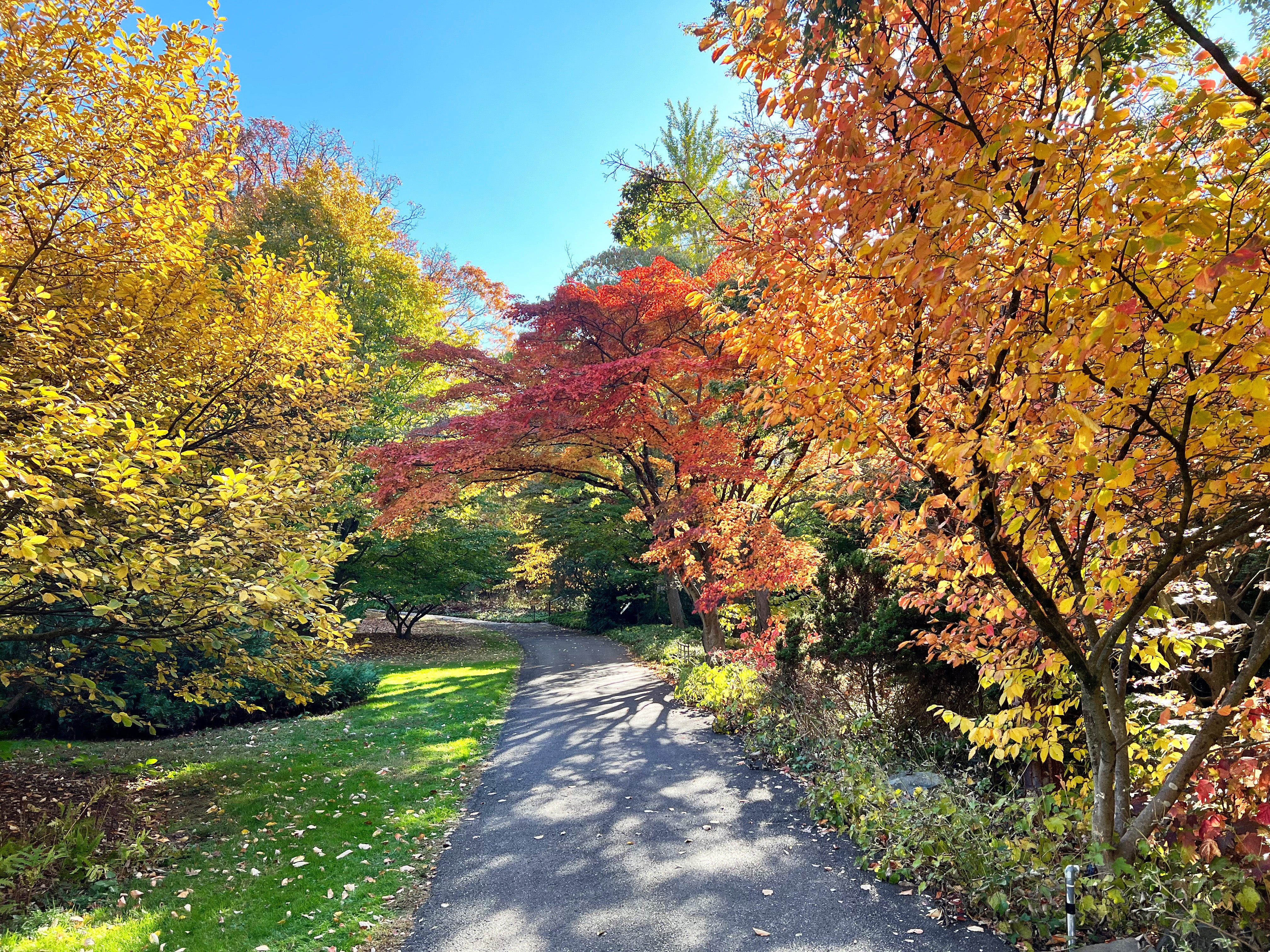 A view of fall foliage in an arboretum featuring trees with yellow, orange, and red leaves.