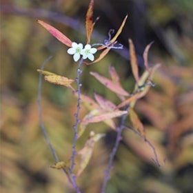 the white flowers of the Spiraea thunbergii 'Ogon'