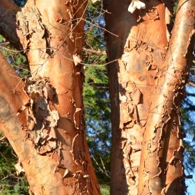 a close up of a tree's peeling bark