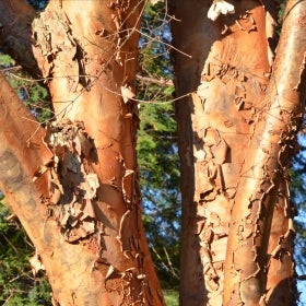 A tree trunk with exfoliating, peeling bark. 
