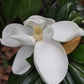 A large white magnolia flower with a beige cone center.