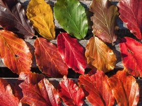 Red, brown, green, and orange leaves lined up in rows.
