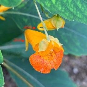Impatiens capensis (jewelweed)
