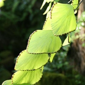 green leaves of the Adiantum peruvianum