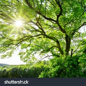 stock image of trees