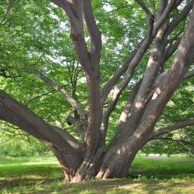 A large engler beech tree.
