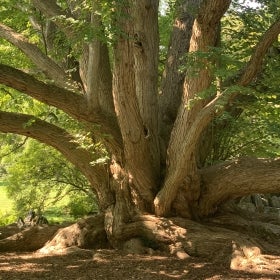 A katsura-tree with large branches growing upwards.