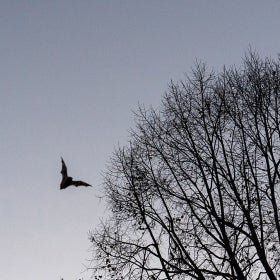 The silhouette of a bat flying at dusk next to a large, leafless tree. 