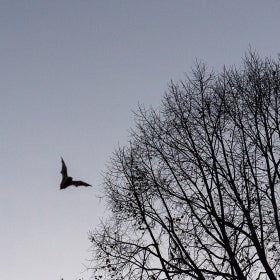 The silhouette of a bat flying at dusk next to a large, leafless tree.