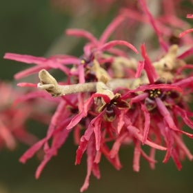 Thin, long-petaled pink witchhazel bloom.