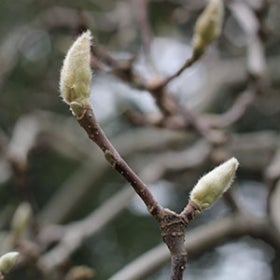 The off-white, fuzzy buds of a magnolia tree.