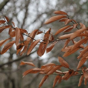 Bright brown-orange leaves of a spicebush in winter. 